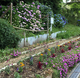 花壇・遠景